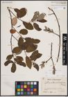 Foto von Salix caprea L.
